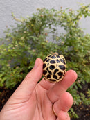 Sri Lankan Star Tortoise 2026