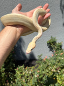 Banana Ball Python Mixed Morph Female