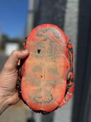 Super Red Northern Red Bellied Turtle Adult Female