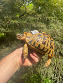 Libyan Greek Tortoise Adult Female