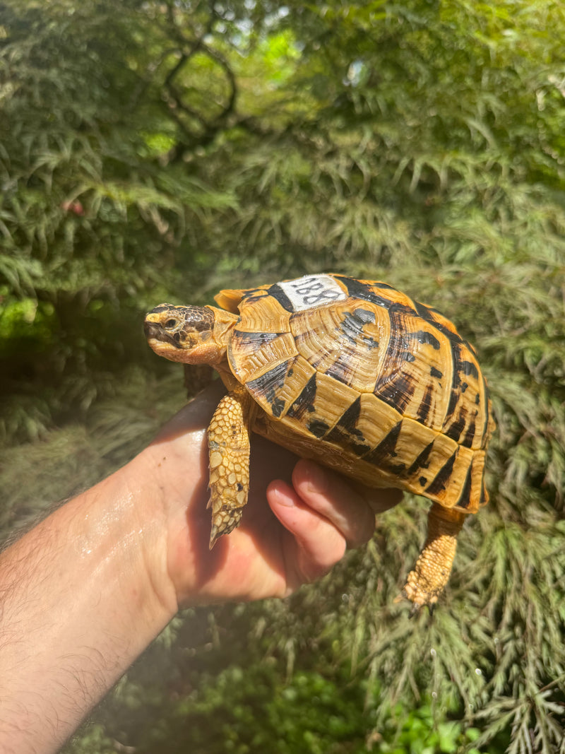 Libyan Greek Tortoise Adult Female
