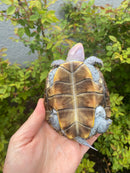 Ornate Diamondback Terrapin Female