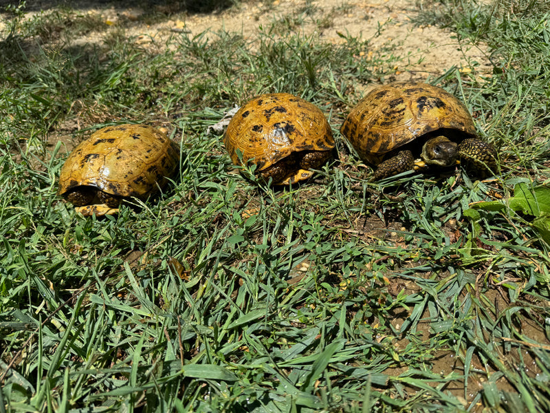 Russian Tortoise Adult Female Group (0.3)   (Testudo horsfieldii)