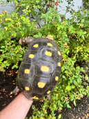 Red Foot Tortoise Adult Female