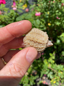 Albino Florida Snapping Turtle 2026