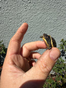 Hi Color Eastern Box Turtle Baby