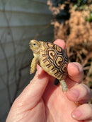 Leopard Tortoise 2024