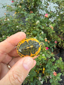 Golden Flame Florida Red Bellied Turtle 2026