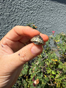 Pastel Clown Common Musk Turtle Baby 2026