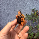 Vietnamese Three-striped Box Turtle