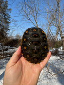 Ornate Diamondback Terrapin Male