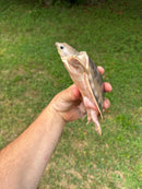 "Paradox" Fly River Turtle Juvenile (Carettochelys insculpta)