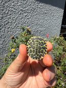 Pastel Clown River Cooter Turtle Baby 2026