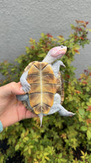Ornate Diamondback Terrapin Female