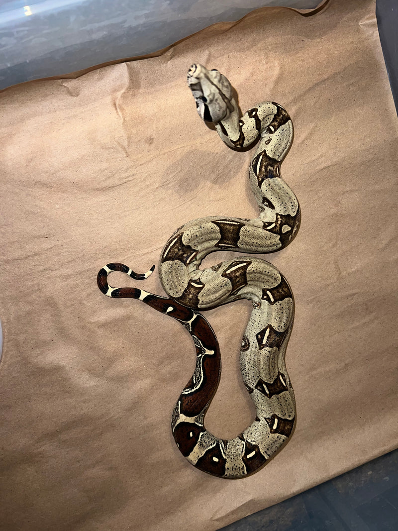 Peruvian Red Tail Boa 2022 Male