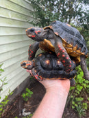 Barbados Red Foot Tortoise Pair