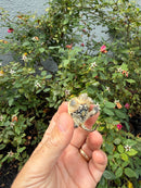Hypomelanistic Common Snapping Turtle 2026