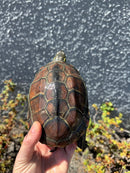 Reeves Turtles Adult Female