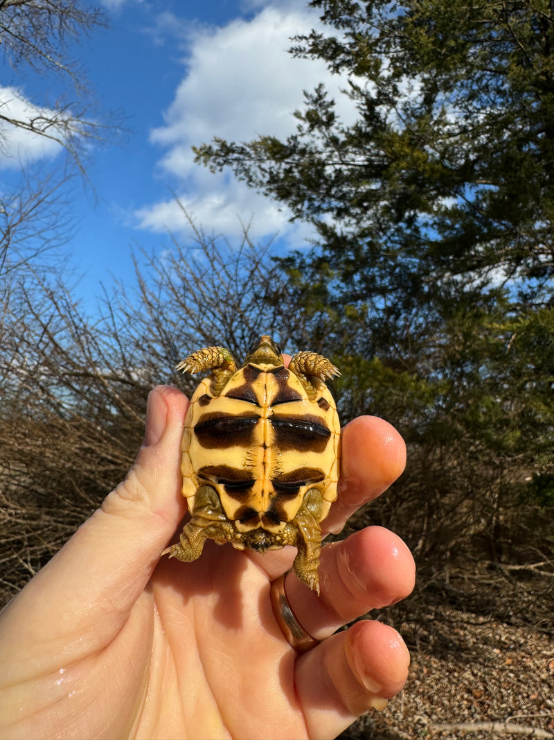 Sri Lankan Star Tortoise 2024