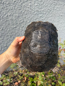 Burmese Black Mountain Tortoise Female