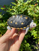 Ornate Diamondback Terrapin Female