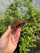 Flat Shell Turtle Juvenile Female 2025
