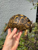 Mesopotamian Greek Tortoise Adult Female