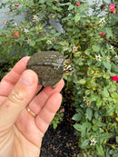 Maracaibo Wood Turtle Babies (Rhinoclemmys diademata)