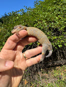 Gargoyle Gecko Adult Female
