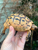 Jordanian Golden Greek Tortoise Female