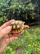 Cherrybomb Red Foot Tortoise Baby 2025