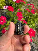 HI YELLOW Florida Box Turtle