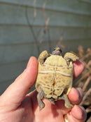 Leopard Tortoise 2024