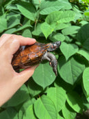 Spiny Hill Turtle CB 2023