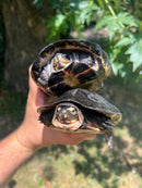 Black Marsh Turtle Adult Pair