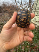 Leopard Tortoise 2025