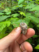 Paradox Albino Florida Snapping Turtle 2024