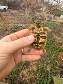Leopard Tortoise 2025