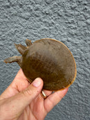 Smooth Softshell Turtle Baby Female