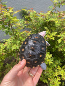 Ornate Diamondback Terrapin Male