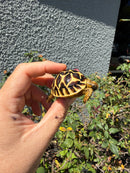 Sri Lankan Star Tortoise
