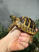 Eastern Hermann's Tortoise Adult Male