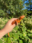 Super Red Niger Uromastyx Adult Pair