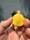 Albino Yellow Bellied Slider Turtle Babies (Trachemys scripta)