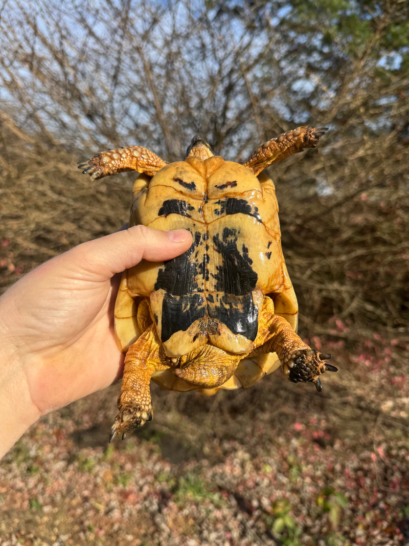 Libyan Greek Tortoise Adult Male