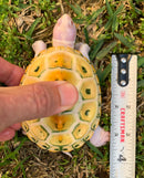 Albino Ornate Diamondback Terrapin Female