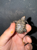Hi White Concentric Diamondback Terrapin 2024