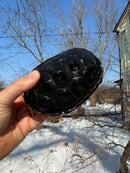 Mississippi Female Map Turtle Adult X Mississippi Diamondback Terrapin Adult Male BREEDING PROJECT