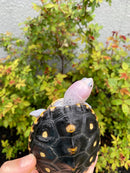 Ornate Diamondback Terrapin Female