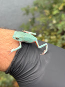 Waxy Monkey Tree Frog (Phylomedusa sauvagii)